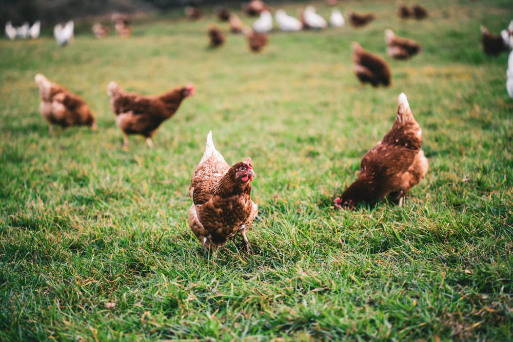 beautiful shot of chickens on the grass in the farm on sunny day1