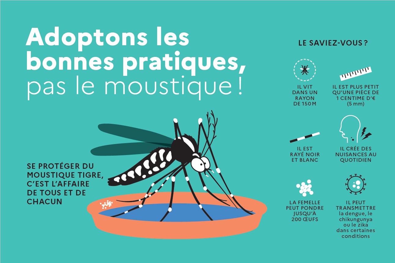 moustique tigre web 1